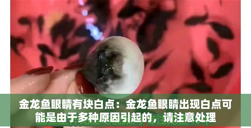 金龍魚眼睛有塊白點：金龍魚眼睛出現白點可能是由于多種原因引起的，請注意處理