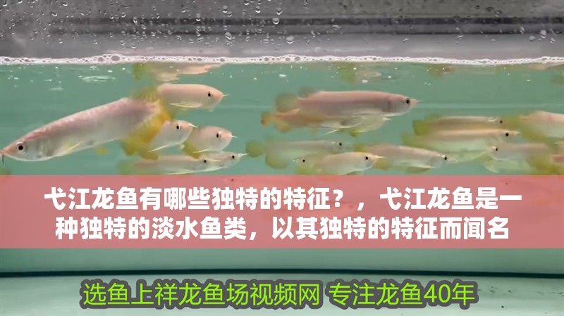 弋江龍魚有哪些獨特的特征？，弋江龍魚是一種獨特的淡水魚類，以其獨特的特征而聞名