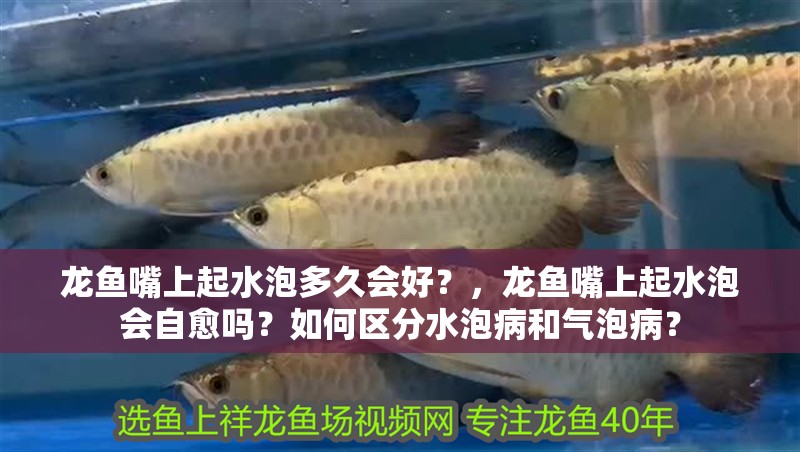 龍魚嘴上起水泡多久會好？，龍魚嘴上起水泡會自愈嗎？如何區分水泡病和氣泡病？