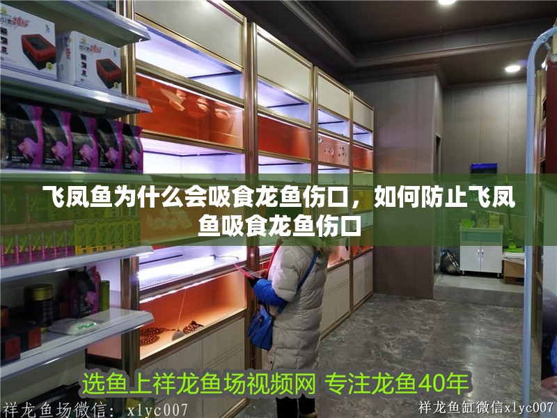 飛鳳魚為什么會吸食龍魚傷口，如何防止飛鳳魚吸食龍魚傷口