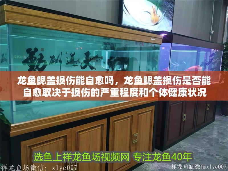 龍魚鰓蓋損傷能自愈嗎，龍魚鰓蓋損傷是否能自愈取決于損傷的嚴(yán)重程度和個體健康狀況