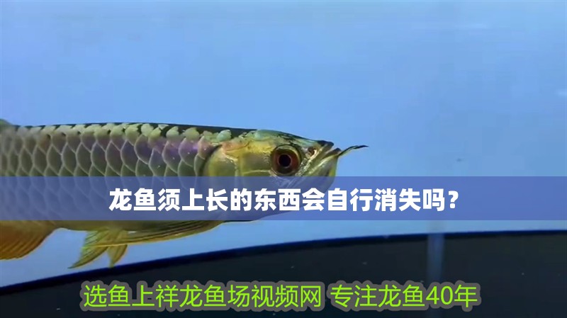 龍魚(yú)須上長(zhǎng)的東西會(huì)自行消失嗎？
