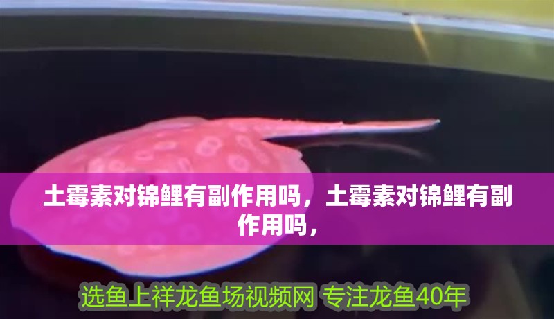 土霉素對錦鯉有副作用嗎，土霉素對錦鯉有副作用嗎，