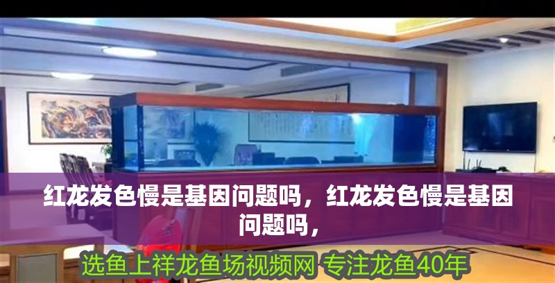 紅龍發(fā)色慢是基因問題嗎，紅龍發(fā)色慢是基因問題嗎，