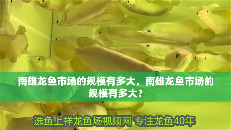 南雄龍魚市場的規模有多大，南雄龍魚市場的規模有多大？