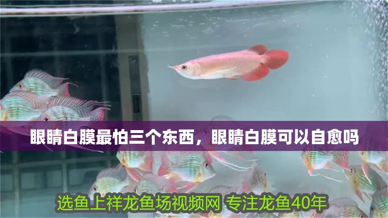 眼睛白膜最怕三個東西，眼睛白膜可以自愈嗎