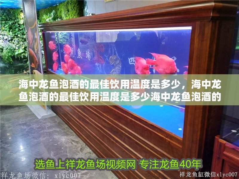 海中龍魚泡酒的最佳飲用溫度是多少，海中龍魚泡酒的最佳飲用溫度是多少海中龍魚泡酒的最佳飲用時間表