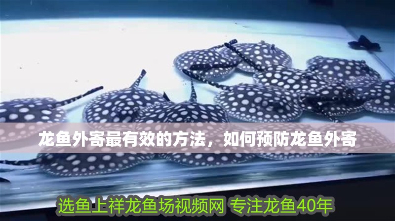 龍魚外寄最有效的方法，如何預防龍魚外寄