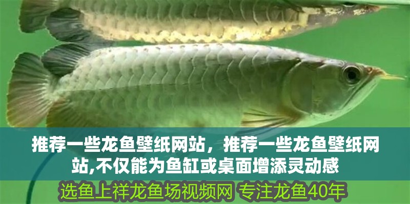 推薦一些龍魚壁紙網站，推薦一些龍魚壁紙網站,不僅能為魚缸或桌面增添靈動感