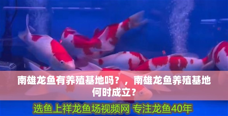 南雄龍魚有養殖基地嗎？，南雄龍魚養殖基地何時成立？