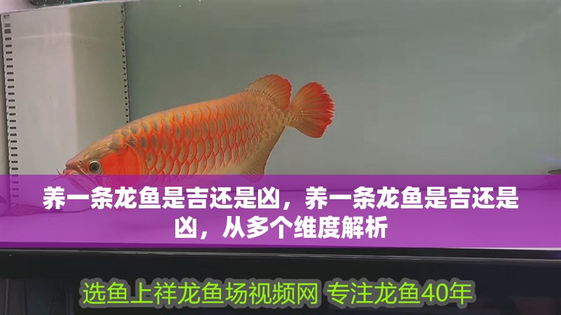 養(yǎng)一條龍魚是吉還是兇，養(yǎng)一條龍魚是吉還是兇，從多個(gè)維度解析