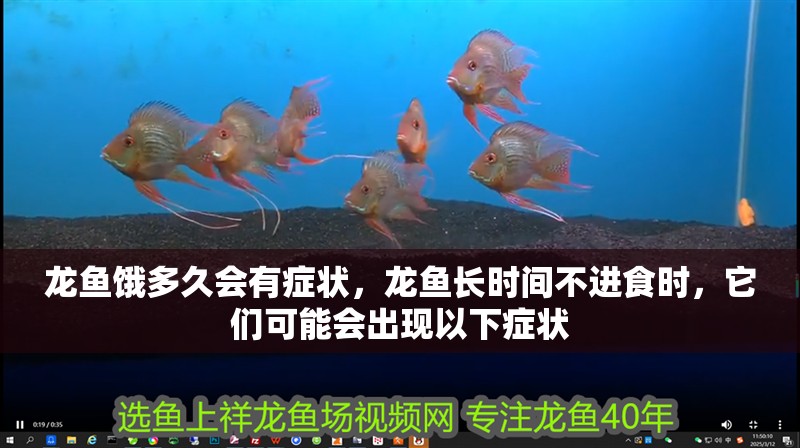 龍魚餓多久會有癥狀，龍魚長時間不進食時，它們可能會出現以下癥狀