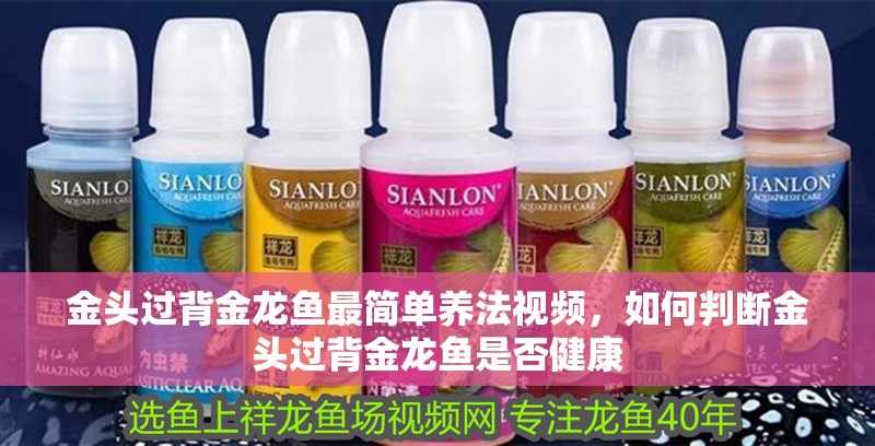 金頭過背金龍魚最簡單養法視頻，如何判斷金頭過背金龍魚是否健康