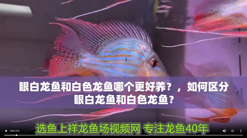 眼白龍魚和白色龍魚哪個更好養(yǎng)？，如何區(qū)分眼白龍魚和白色龍魚？