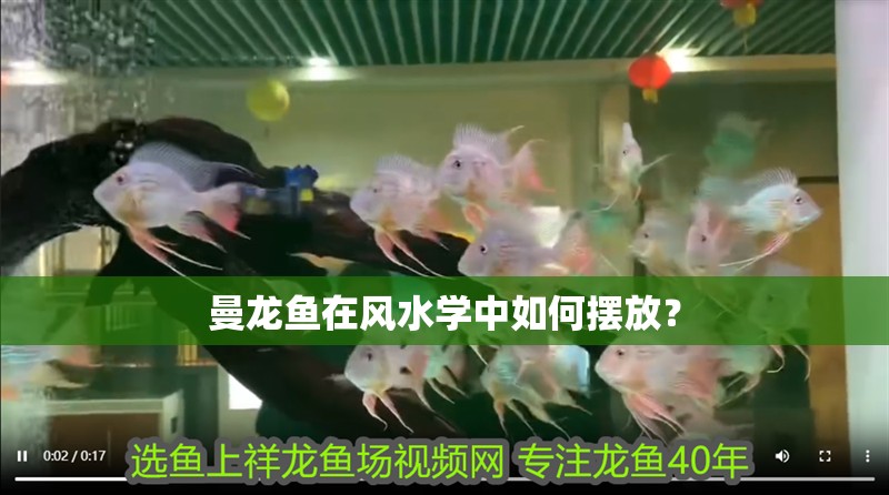 曼龍魚在風(fēng)水學(xué)中如何擺放？