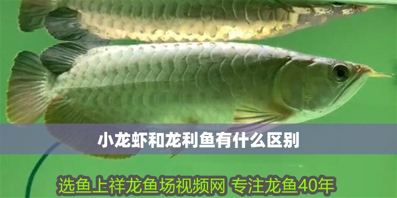 小龍蝦和龍利魚有什么區別