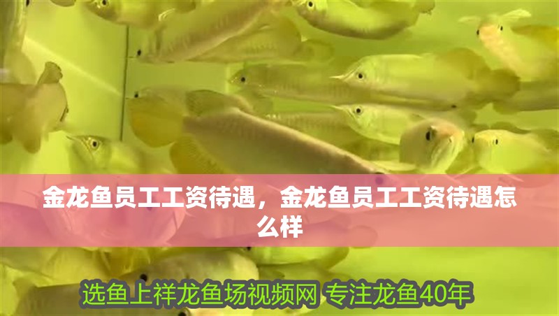 金龍魚員工工資待遇，金龍魚員工工資待遇怎么樣