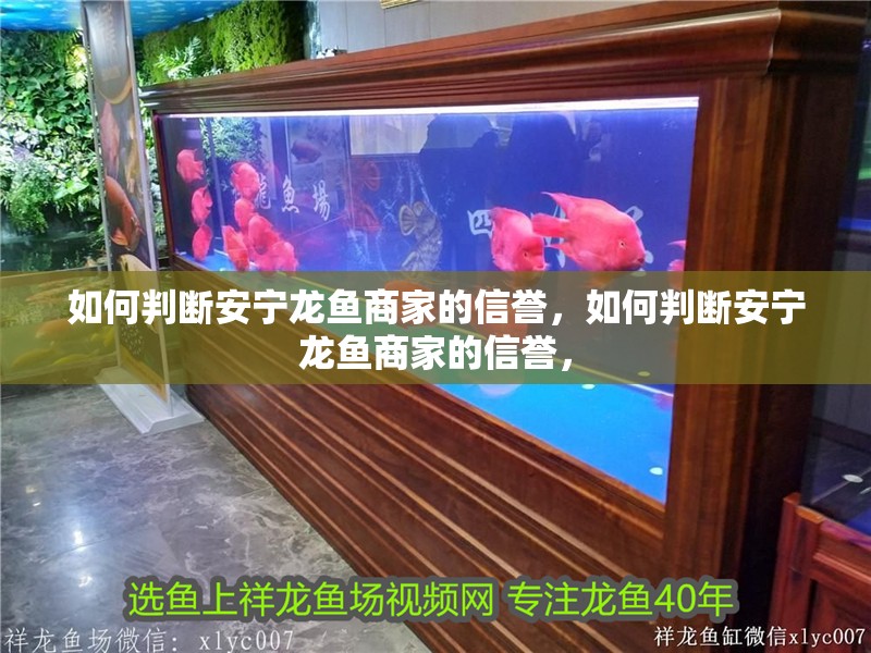 如何判斷安寧龍魚商家的信譽，如何判斷安寧龍魚商家的信譽，
