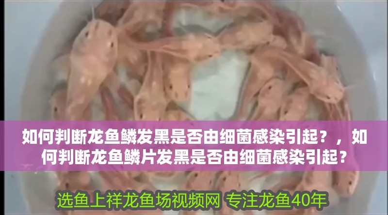 如何判斷龍魚(yú)鱗發(fā)黑是否由細(xì)菌感染引起？，如何判斷龍魚(yú)鱗片發(fā)黑是否由細(xì)菌感染引起？