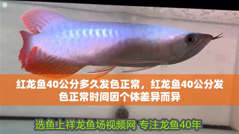 紅龍魚40公分多久發(fā)色正常，紅龍魚40公分發(fā)色正常時間因個體差異而異