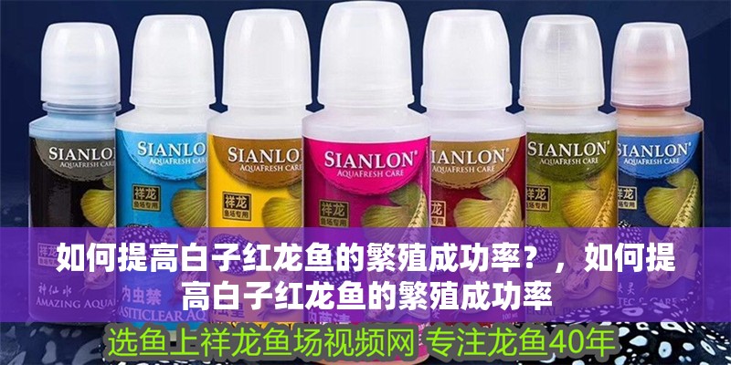 如何提高白子紅龍魚的繁殖成功率？，如何提高白子紅龍魚的繁殖成功率