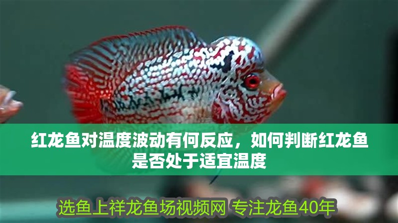 紅龍魚對溫度波動有何反應(yīng)，如何判斷紅龍魚是否處于適宜溫度