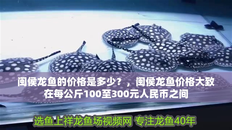 閩侯龍魚的價格是多少？，閩侯龍魚價格大致在每公斤100至300元人民幣之間