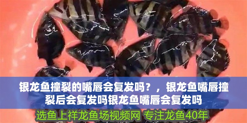 銀龍魚撞裂的嘴唇會復發嗎？，銀龍魚嘴唇撞裂后會復發嗎銀龍魚嘴唇會復發嗎