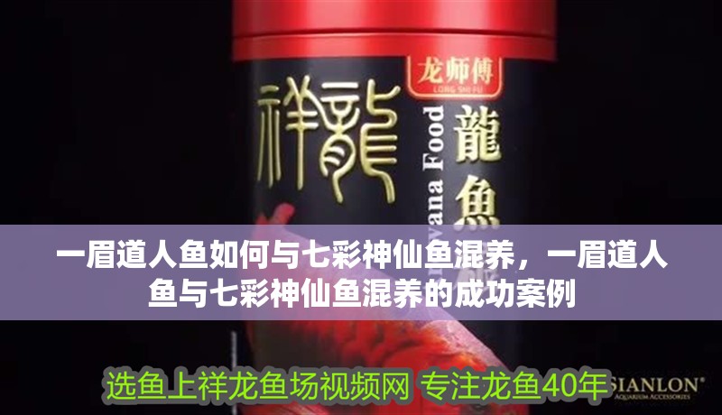 一眉道人魚如何與七彩神仙魚混養，一眉道人魚與七彩神仙魚混養的成功案例