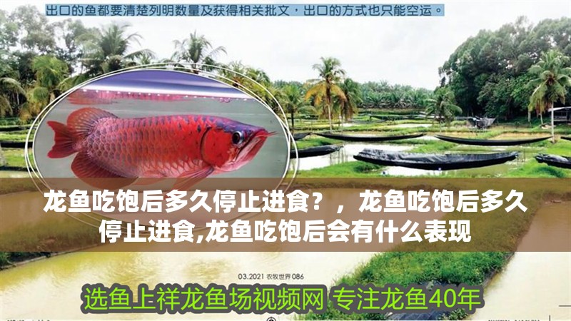 龍魚吃飽后多久停止進食？，龍魚吃飽后多久停止進食,龍魚吃飽后會有什么表現