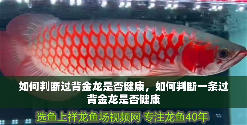 如何判斷過背金龍是否健康，如何判斷一條過背金龍是否健康