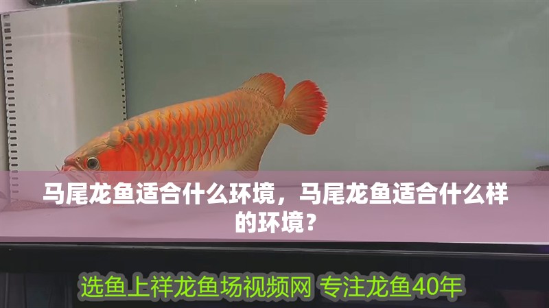 馬尾龍魚適合什么環境，馬尾龍魚適合什么樣的環境？
