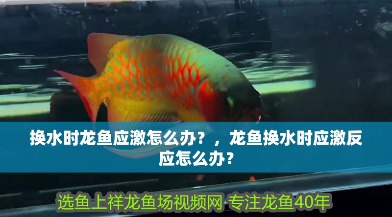 換水時龍魚應激怎么辦？，龍魚換水時應激反應怎么辦？