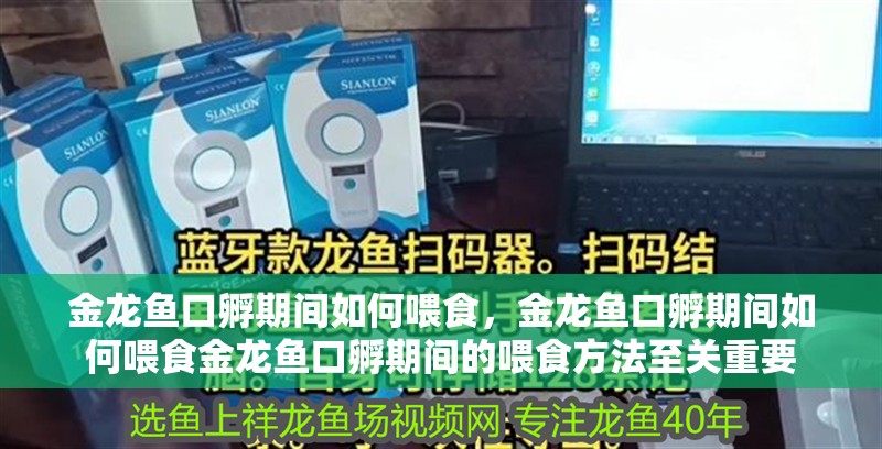 金龍魚口孵期間如何喂食，金龍魚口孵期間如何喂食金龍魚口孵期間的喂食方法至關重要