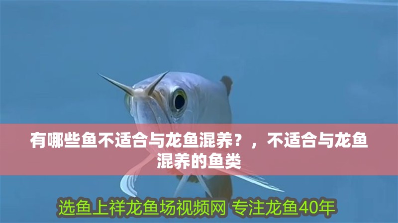 有哪些魚不適合與龍魚混養？，不適合與龍魚混養的魚類