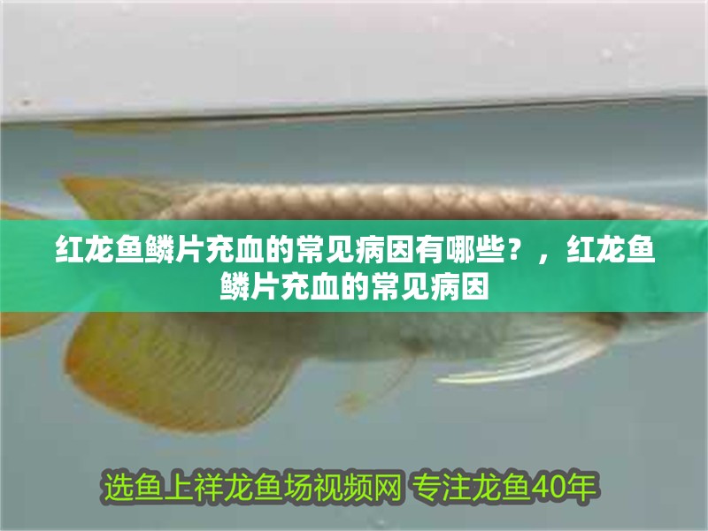 紅龍魚鱗片充血的常見病因有哪些？，紅龍魚鱗片充血的常見病因