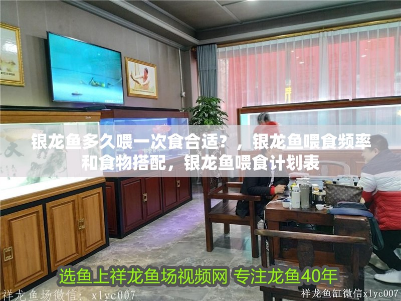 銀龍魚多久喂一次食合適？，銀龍魚喂食頻率和食物搭配，銀龍魚喂食計劃表