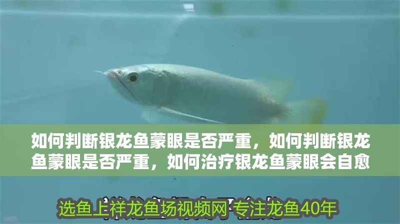如何判斷銀龍魚蒙眼是否嚴(yán)重，如何判斷銀龍魚蒙眼是否嚴(yán)重，如何治療銀龍魚蒙眼會自愈嗎