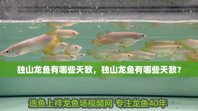 獨(dú)山龍魚有哪些天敵，獨(dú)山龍魚有哪些天敵？