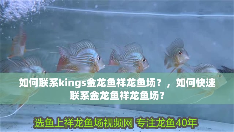 如何聯(lián)系kings金龍魚祥龍魚場？，如何快速聯(lián)系金龍魚祥龍魚場？