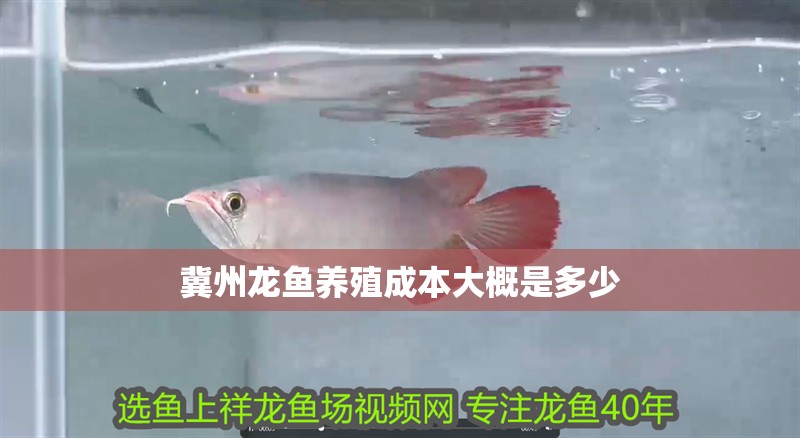 冀州龍魚養殖成本大概是多少