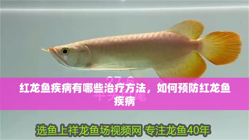 紅龍魚疾病有哪些治療方法，如何預防紅龍魚疾病