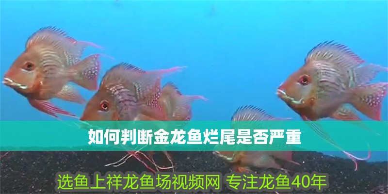 如何判斷金龍魚爛尾是否嚴(yán)重