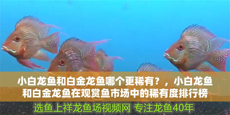 小白龍魚和白金龍魚哪個更稀有？，小白龍魚和白金龍魚在觀賞魚市場中的稀有度排行榜