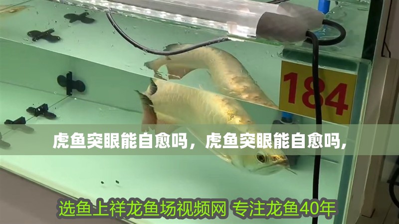 虎魚突眼能自愈嗎，虎魚突眼能自愈嗎,