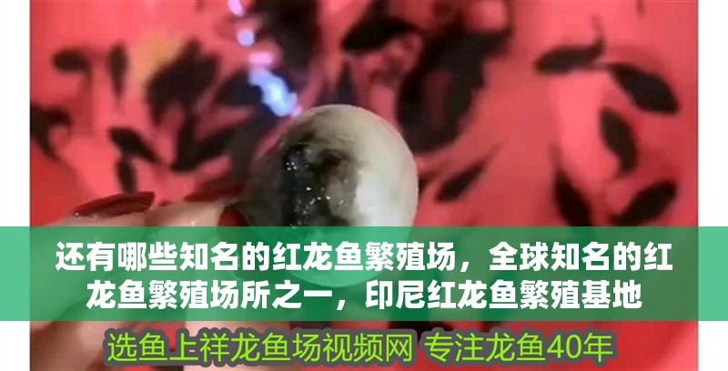 還有哪些知名的紅龍魚繁殖場，全球知名的紅龍魚繁殖場所之一，印尼紅龍魚繁殖基地