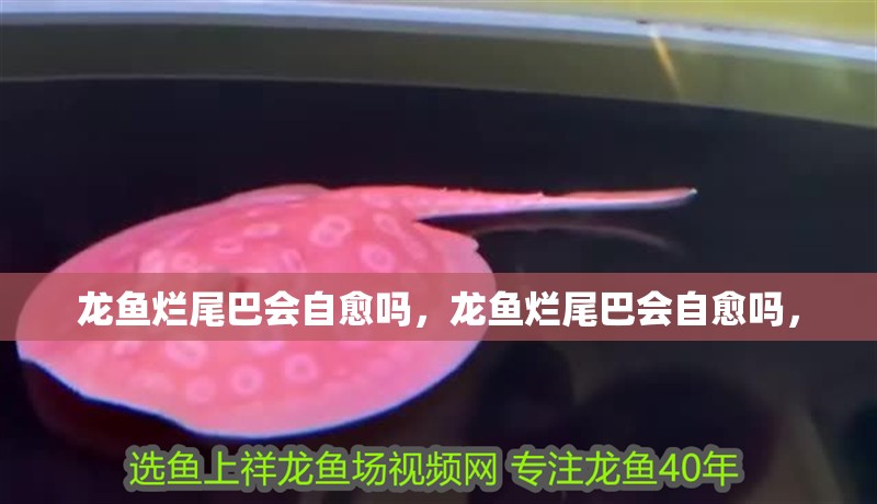 龍魚爛尾巴會自愈嗎，龍魚爛尾巴會自愈嗎，