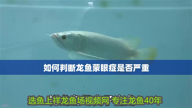 如何判斷龍魚蒙眼癥是否嚴重