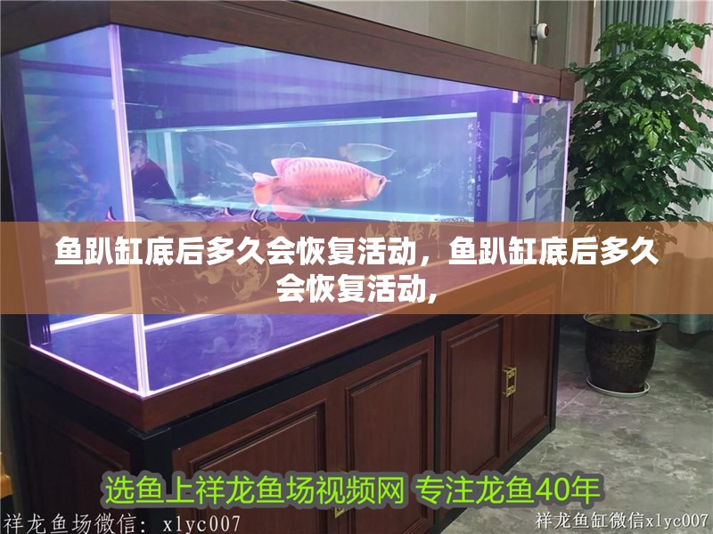 魚趴缸底后多久會恢復活動，魚趴缸底后多久會恢復活動,