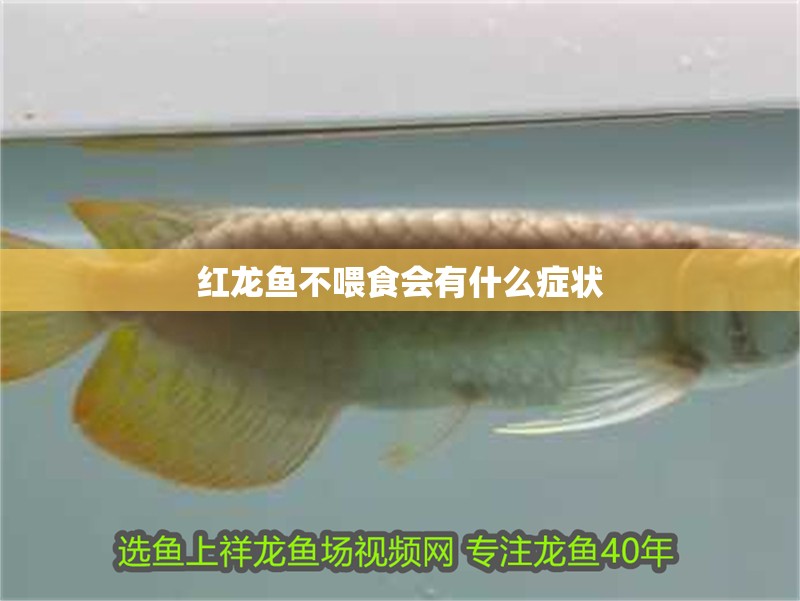 紅龍魚不喂食會有什么癥狀